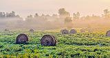 Bales In Misty Sunrise_45554-6